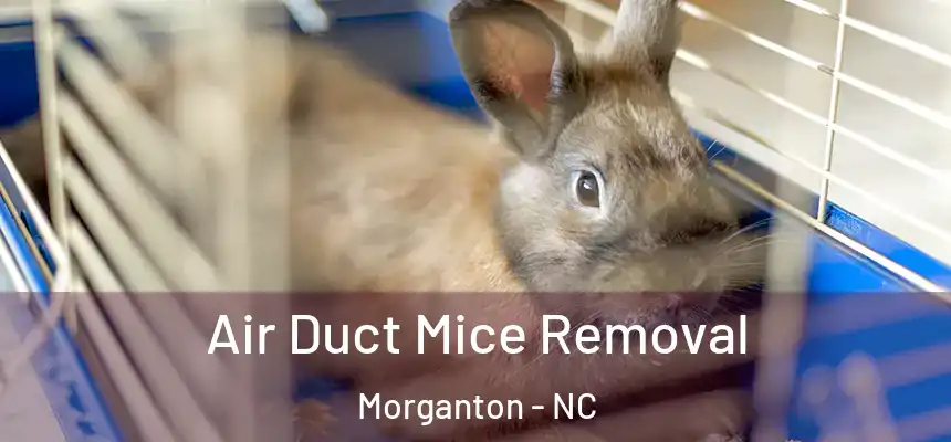  Air Duct Mice Removal Morganton - NC